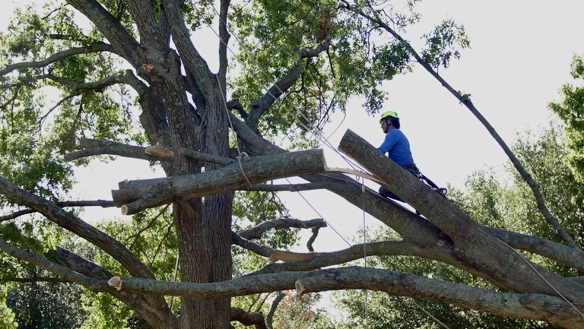 Professional Crown Thinning performed by certified arborists in Worden